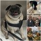 Meet Our Favorite Therapy Dog: Milo the Pug!